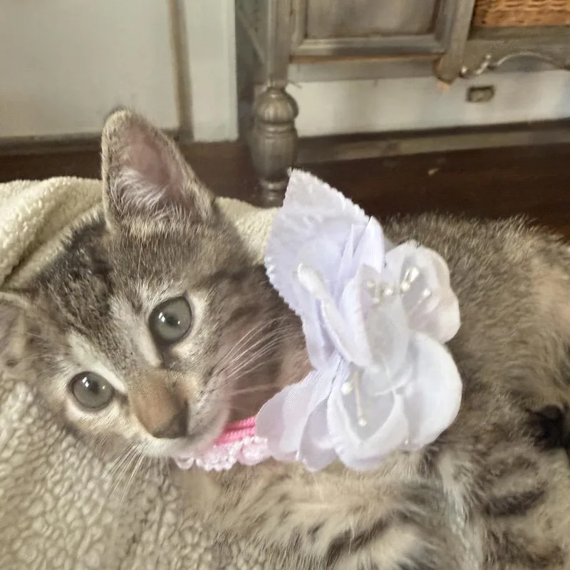 A young small-sized female Brown / Chocolate Domestic Short Hair cat named Garnet for adoption in Houston, TX