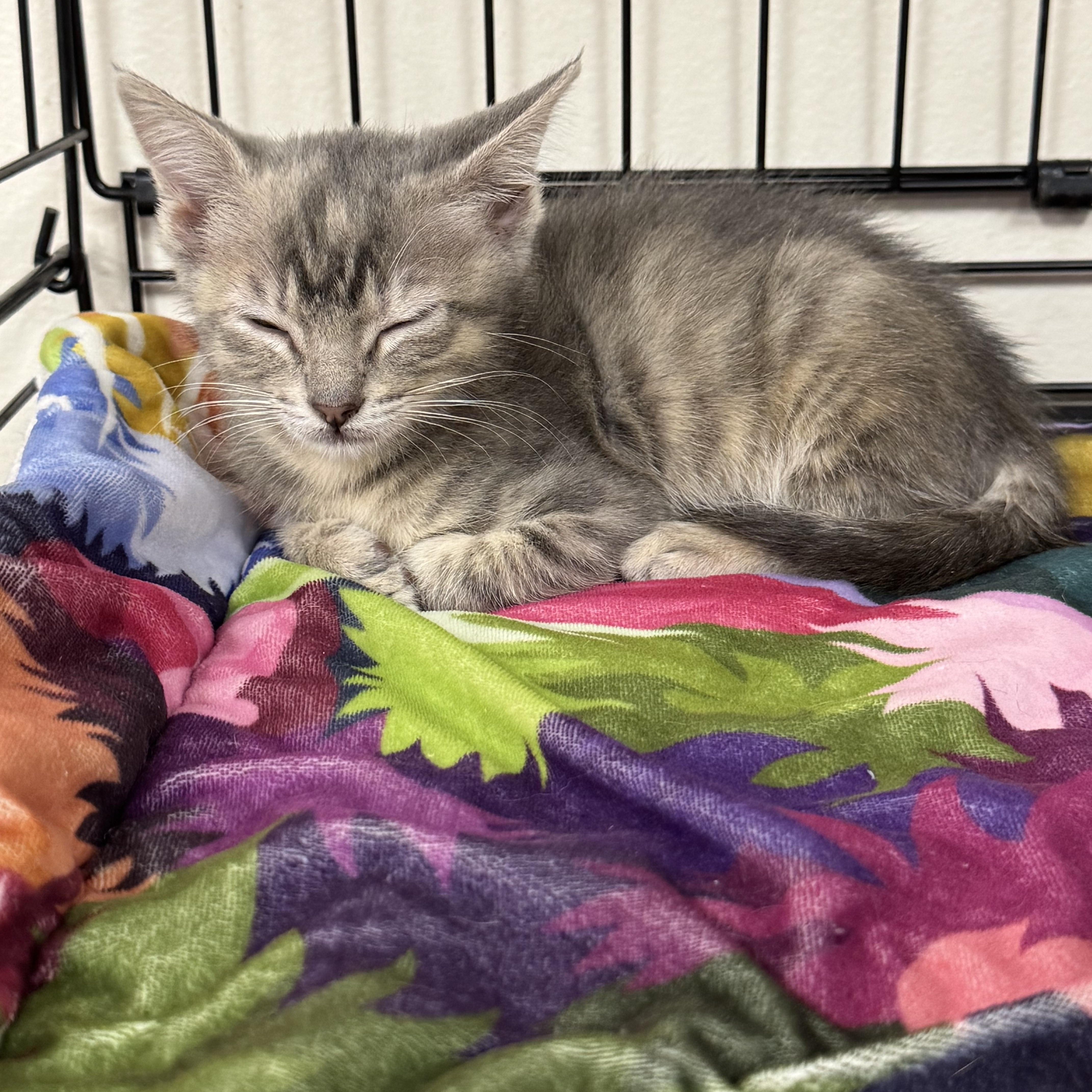 A young medium-sized female Tabby (Gray / Blue / Silver) Domestic Short Hair cat named Pudding for adoption in Crossville, TN