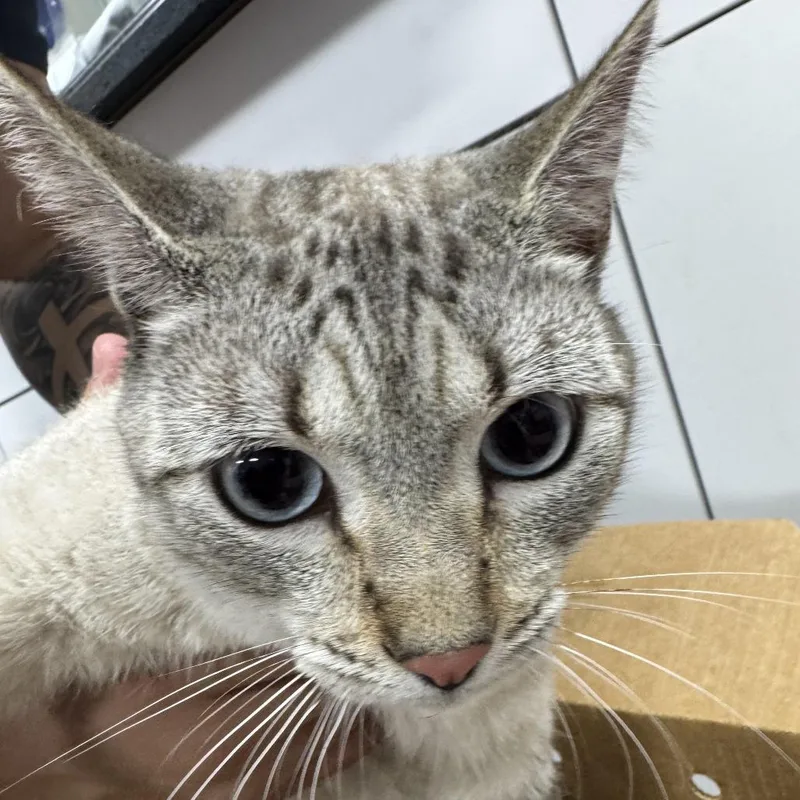 An adult medium-sized male White Domestic Short Hair cat named Botas for adoption in Newark, NJ