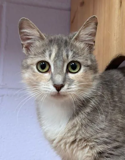 A baby small-sized female Domestic Short Hair cat named Misty Rose for adoption in Cumming, GA
