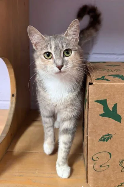 Misty Rose thumbnail 2