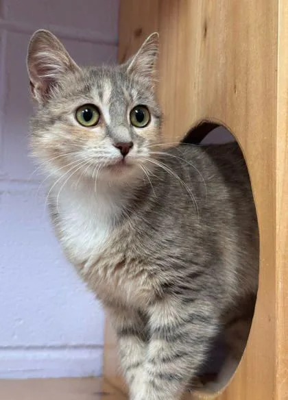 Misty Rose thumbnail 3