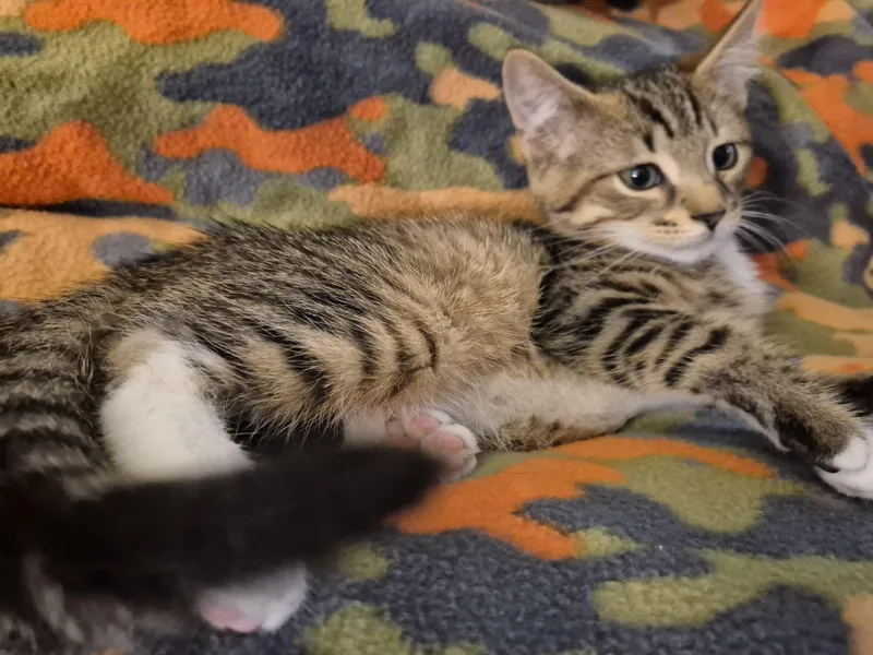 A baby medium-sized male Tabby (Buff / Tan / Fawn) Domestic Short Hair cat named Brownie B for adoption in Highland Park, NJ