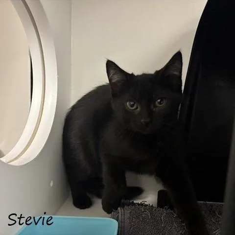 Stevie