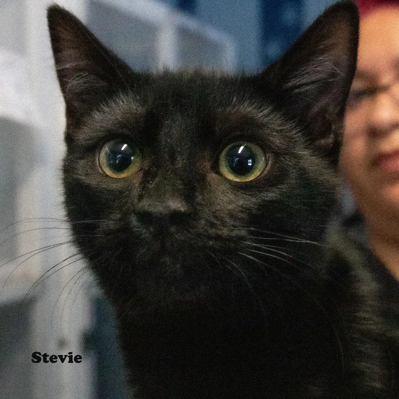 Stevie thumbnail 2
