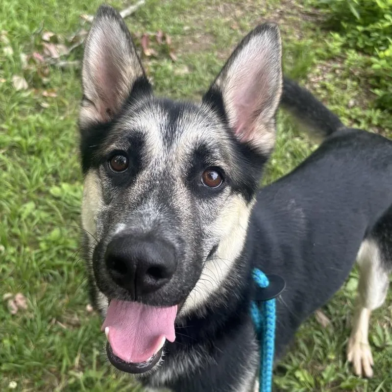 An adult large-sized male Black Mixed Breed dog named Atlas for adoption in Chattanooga, TN