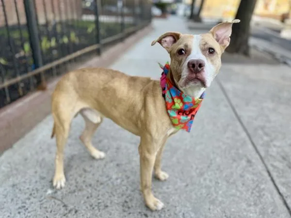 An adult medium-sized male Mixed Breed dog named Rugrat for adoption in New York, NY