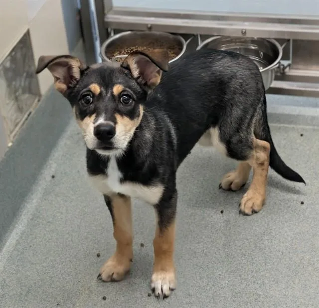 A baby large-sized female German Shepherd Dog dog named Tiramisu A for adoption in Plano, TX