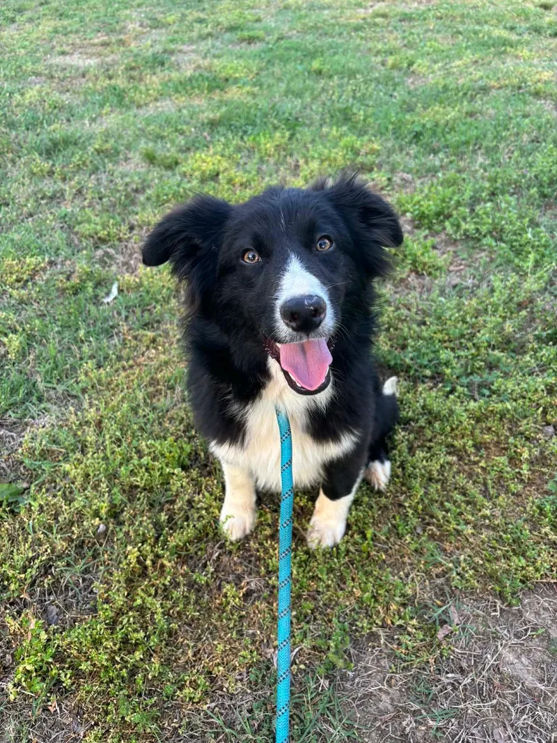 A young medium-sized male Black Border Collie dog named Diego for adoption in Watertown, CT