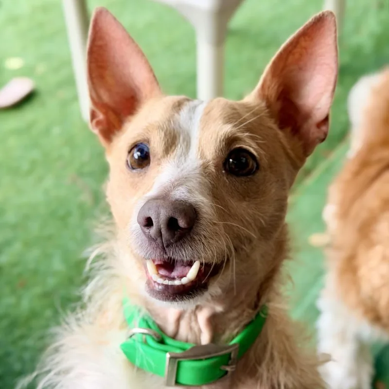 An adult small-sized male Yellow / Tan / Blond / Fawn Mixed Breed dog named Sully for adoption in Pacific Grove, CA
