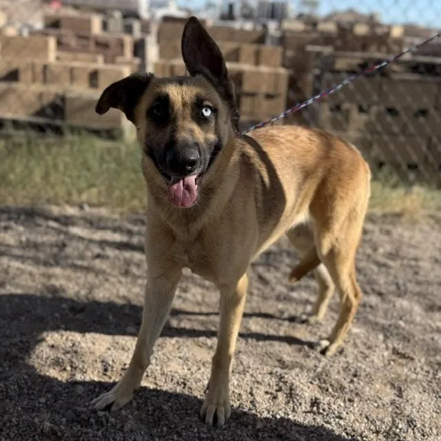 An adult large-sized female Yellow / Tan / Blond / Fawn German Shepherd Dog dog named Mallory for adoption in Bullhead City, AZ