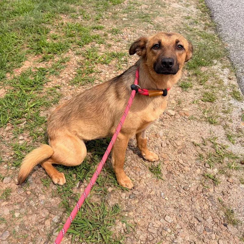 An adult medium-sized female Red / Chestnut / Orange Carolina Dog dog named Betta for adoption in Franklin, NC