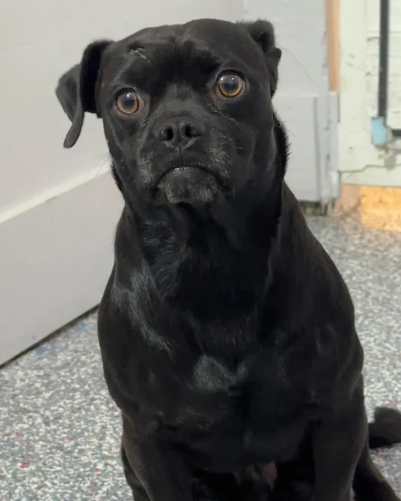 A young small-sized male Pug dog named Rolo for adoption in Las Vegas, NV