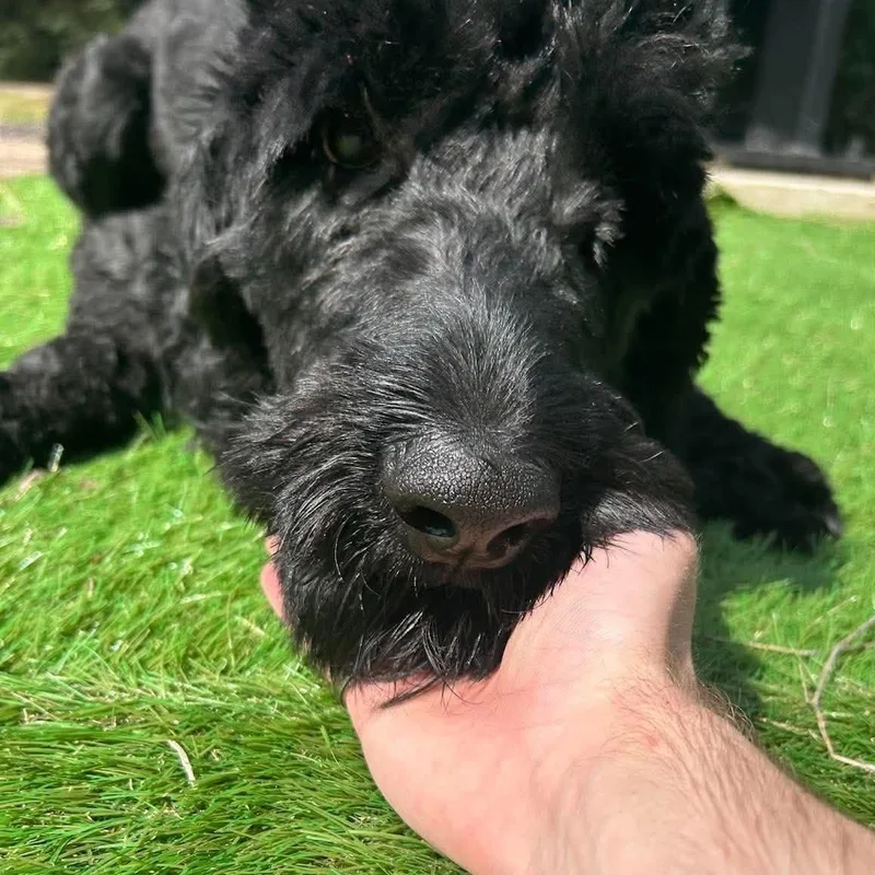 A young medium-sized male Black Labradoodle dog named Oliver  Handsome  for adoption in Sugar Land, TX