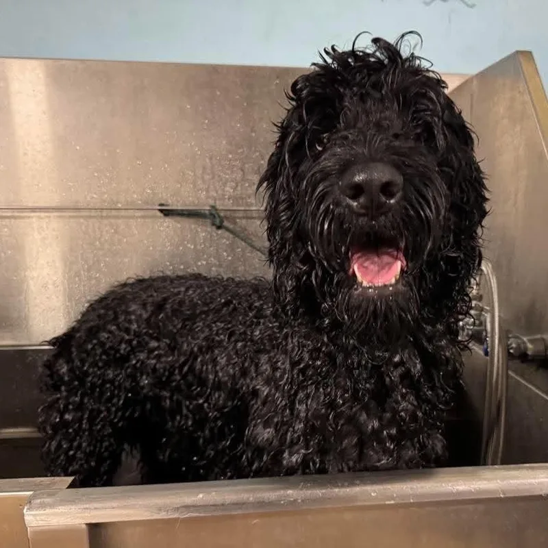 Oliver  Handsome  thumbnail 4