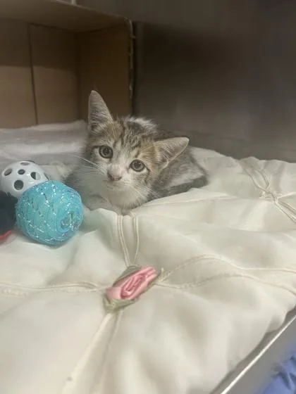 A baby small-sized male Domestic Short Hair cat named Ghost for adoption in Largo, FL