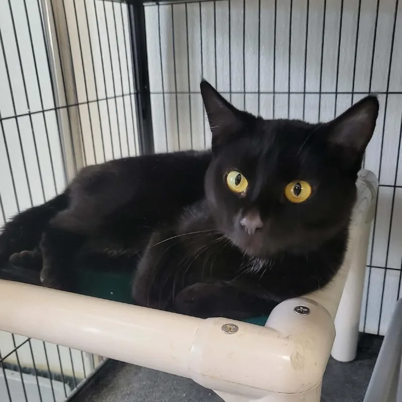 An adult medium-sized female Black Domestic Short Hair cat named Turkey for adoption in Belleville, IL