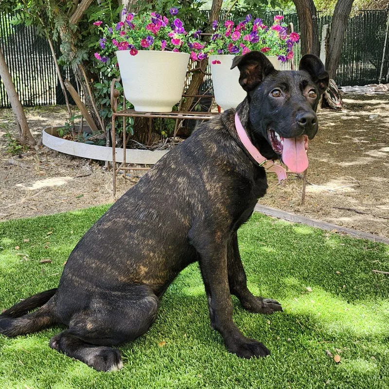 A baby medium-sized female Black Dutch Shepherd dog named Arwen for adoption in Burbank, CA