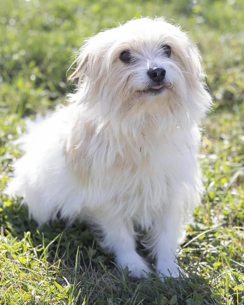 An adult small-sized male Maltese dog named Benji for adoption in Bedford, IN
