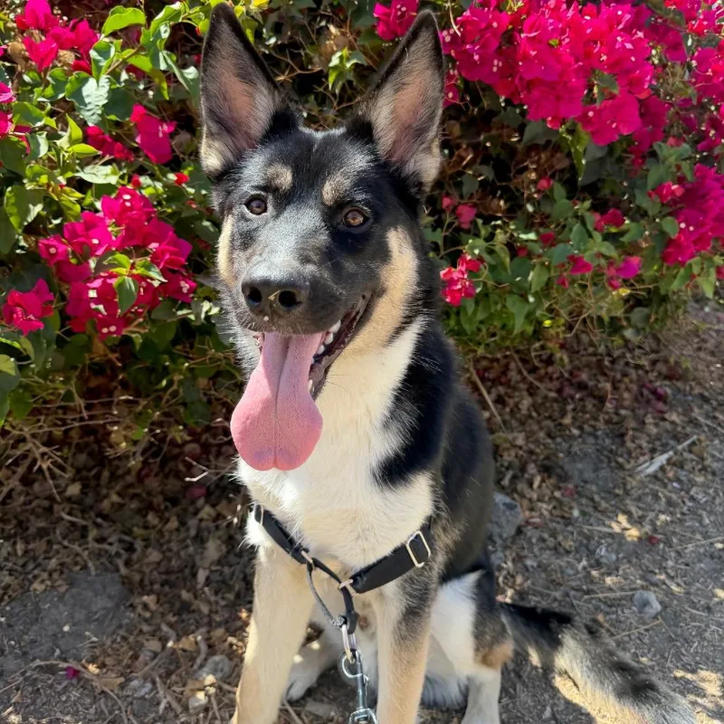 A young medium-sized male German Shepherd Dog dog named Wiley for adoption in Las Vegas, NV