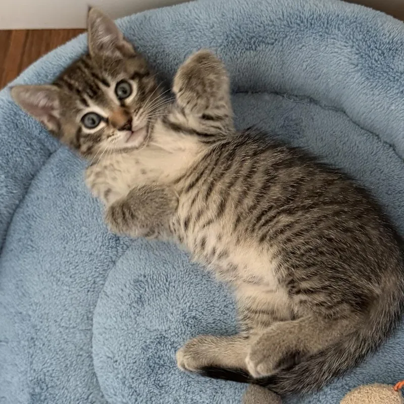 A baby small-sized male Brown / Chocolate Domestic Short Hair cat named Gizmo for adoption in Los Angeles, CA