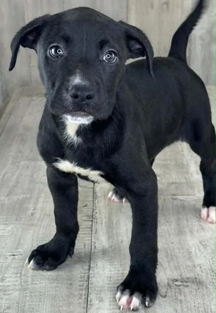 An adult small-sized female Terrier dog named Lagoon for adoption in Shreveport, LA