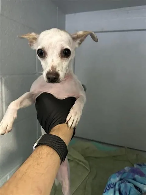 A young small-sized male Chihuahua dog named A for adoption in Sacramento, CA