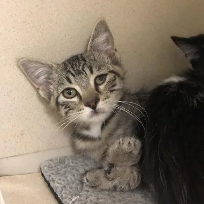 A baby medium-sized male Domestic Short Hair cat named George Jetson for adoption in Sacramento, CA