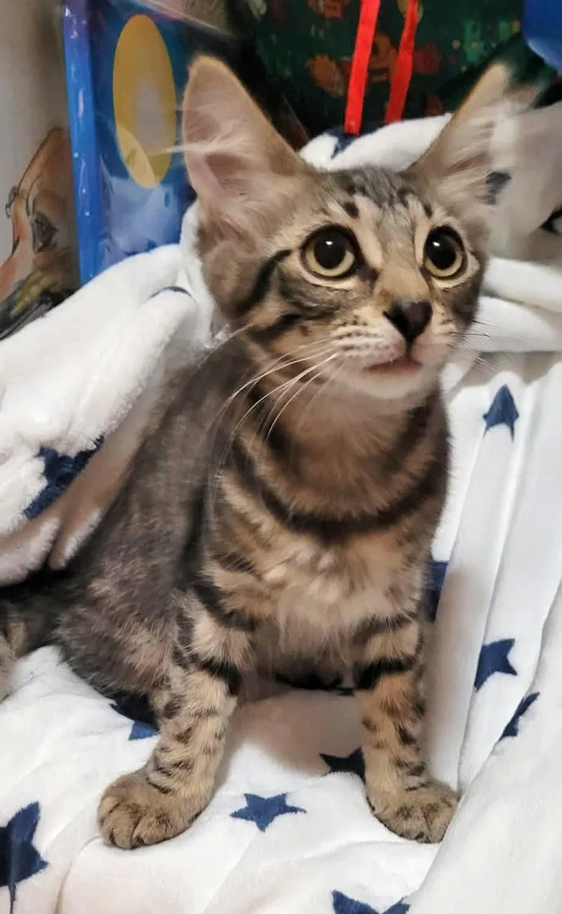 A baby small-sized female Domestic Short Hair cat named Eukanuba for adoption in Mission Viejo, CA