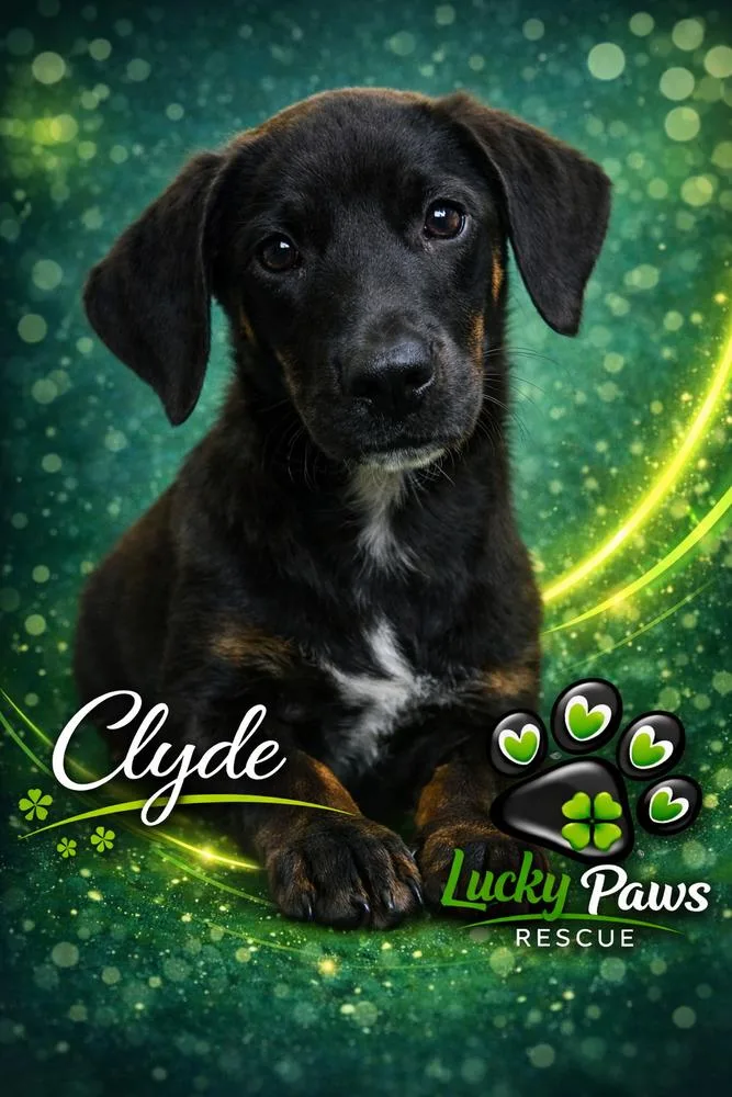 Clyde thumbnail 2