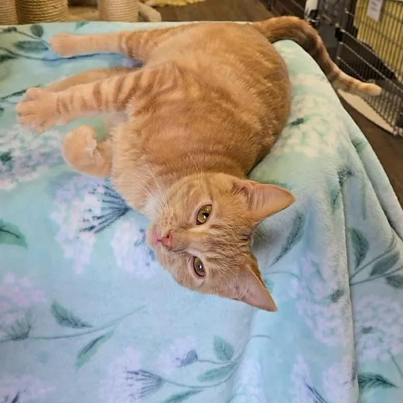A young medium-sized male Buff / Tan / Fawn Domestic Short Hair cat named Stanley for adoption in Park Falls, WI