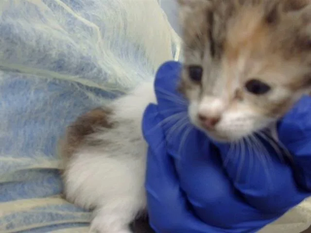 A baby medium-sized female Domestic Medium Hair cat named Bree for adoption in Dallas, TX