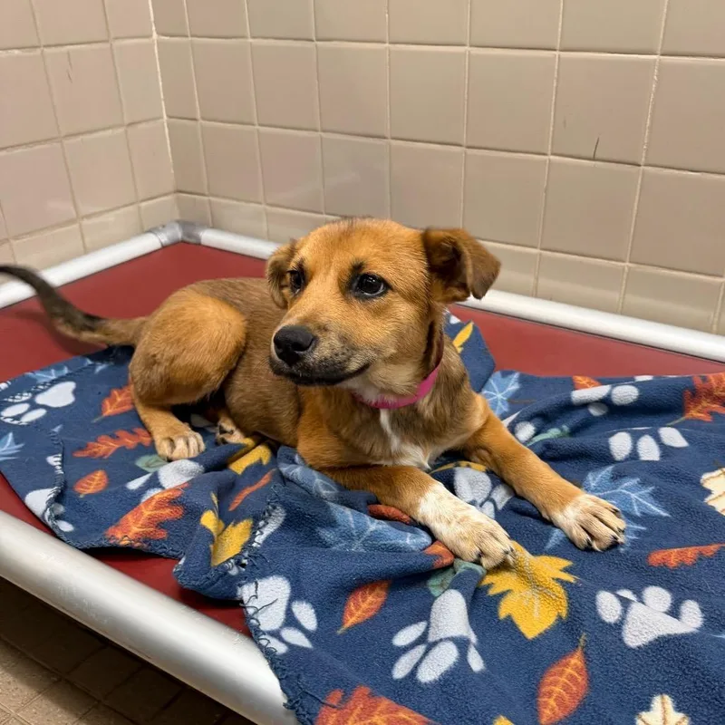 A baby small-sized female Brown / Chocolate Cattle Dog dog named Constance for adoption in Albuquerque, NM
