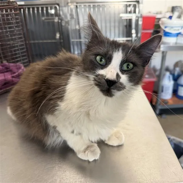 A young small-sized female Domestic Long Hair cat named Melody for adoption in San Bernardino, CA