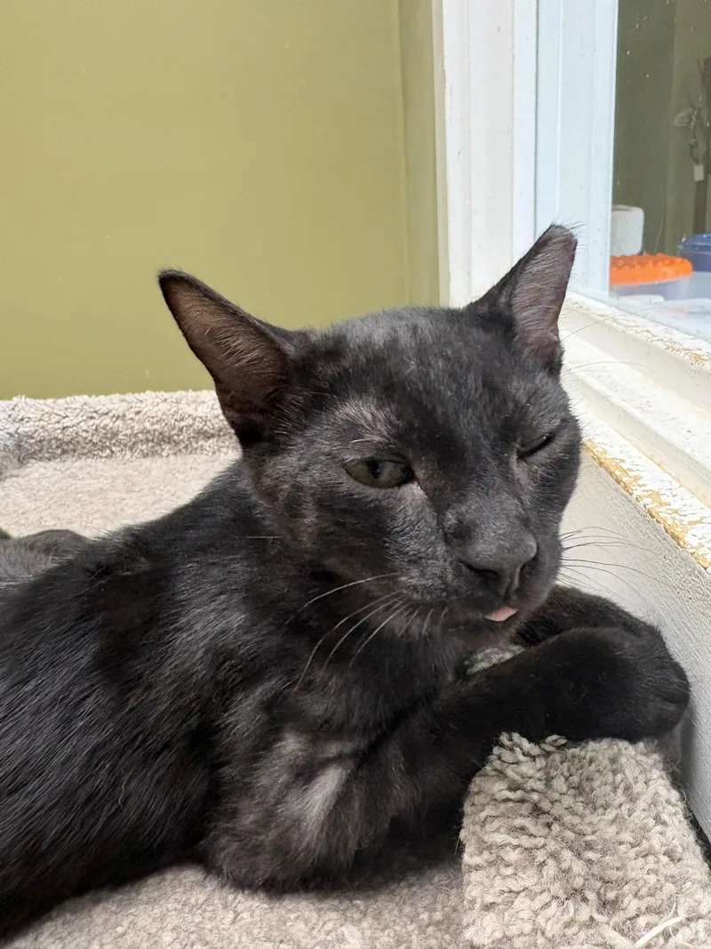 A young small-sized male Black Domestic Short Hair cat named Smokey for adoption in Grass Valley, CA