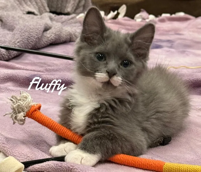 A young medium-sized male Domestic Long Hair cat named Fluffy for adoption in Naugatuck, CT