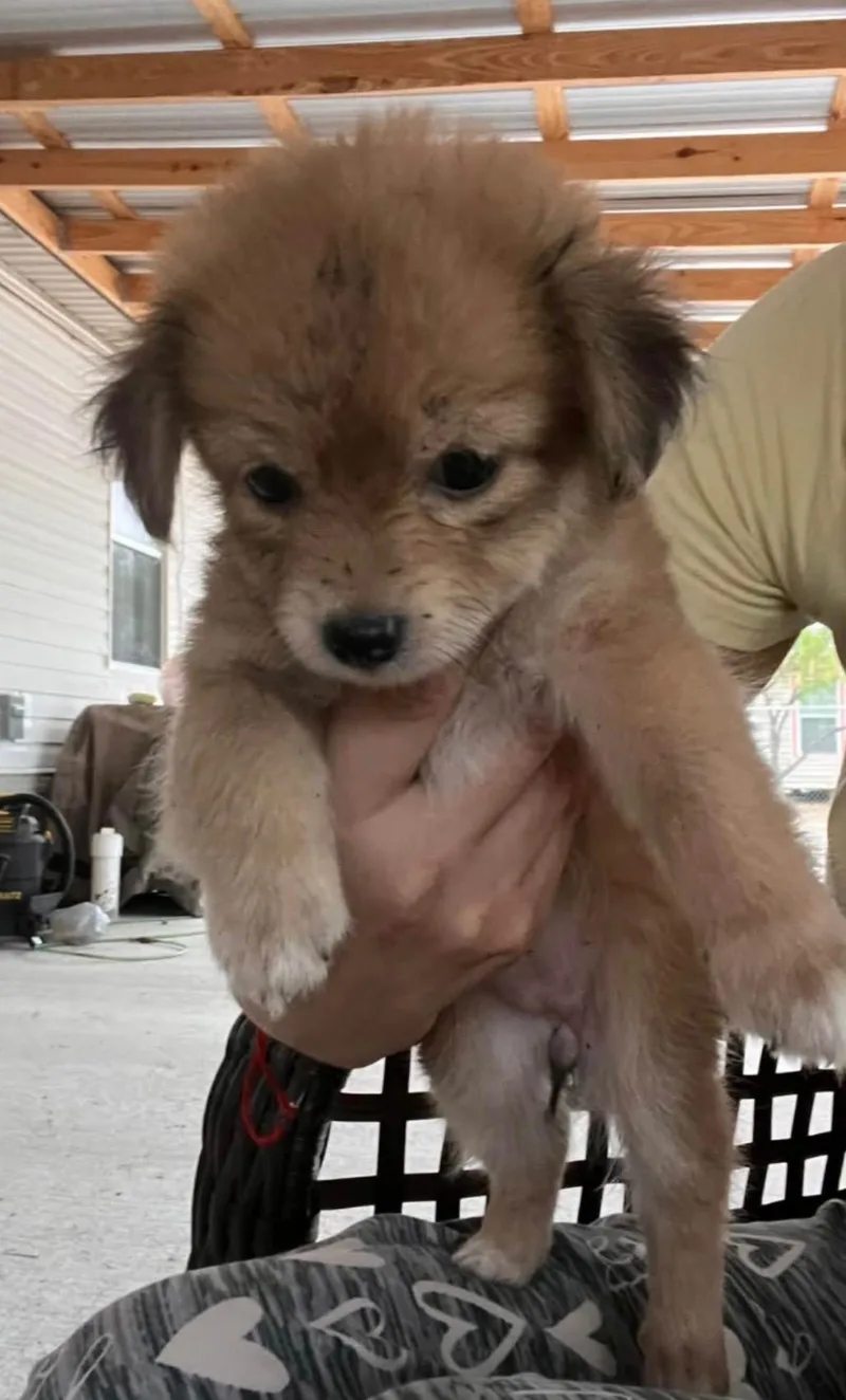 A baby small-sized female Chihuahua dog named Biscuit for adoption in Gainesville, VA