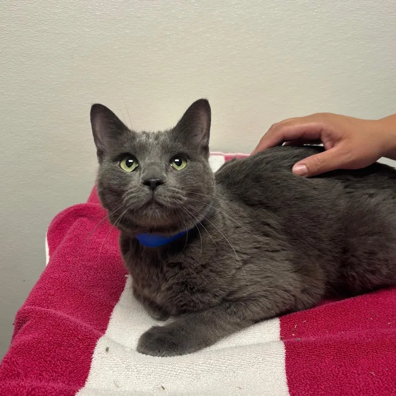 An adult medium-sized male Gray / Blue / Silver Domestic Short Hair cat named Stray Hold  Barry for adoption in Albuquerque, NM