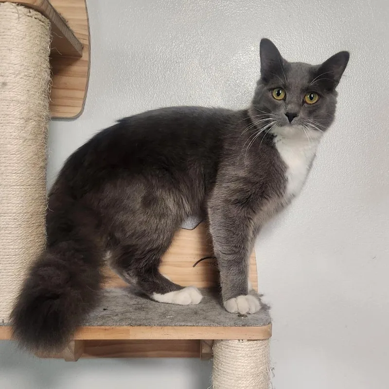 A young small-sized male Gray / Blue / Silver Domestic Medium Hair cat named Grayskull for adoption in Layton, UT