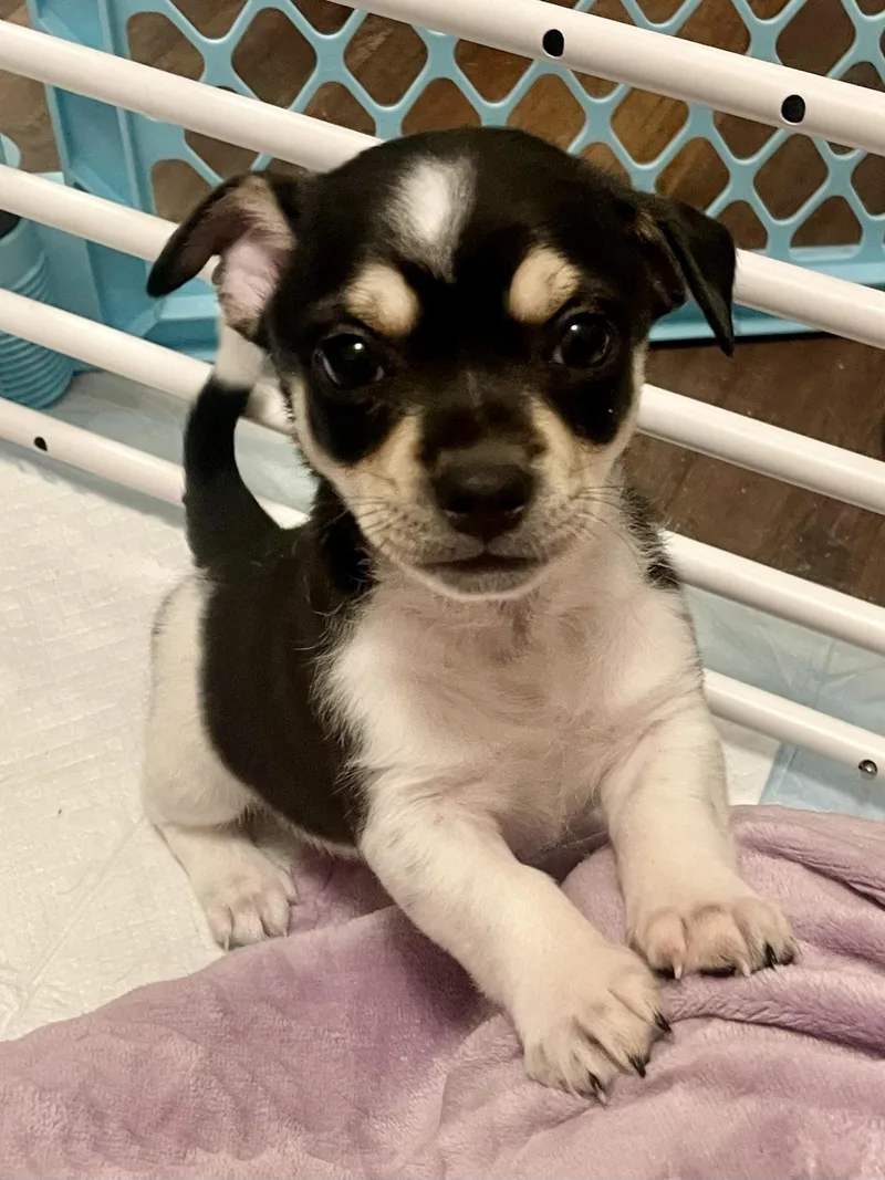 A baby small-sized male Tricolor (Brown, Black, & White) Rat Terrier dog named Clove In Texarkana Tx for adoption in Texarkana, TX