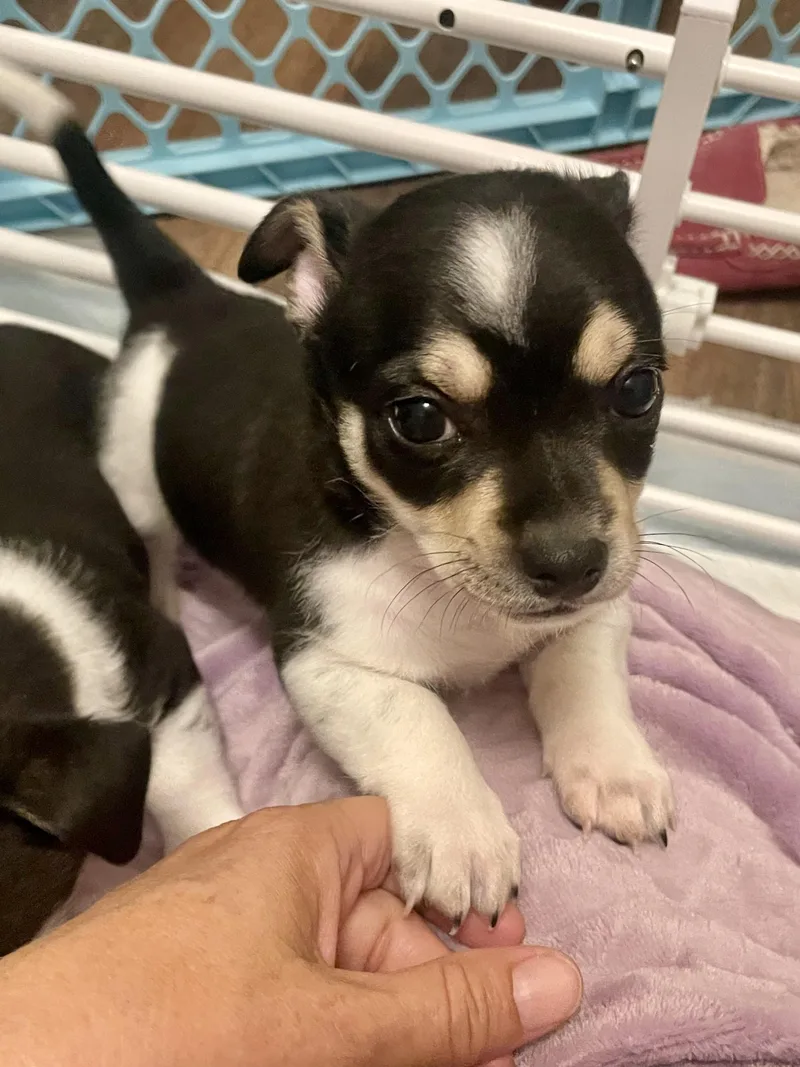 Clove In Texarkana Tx thumbnail 2