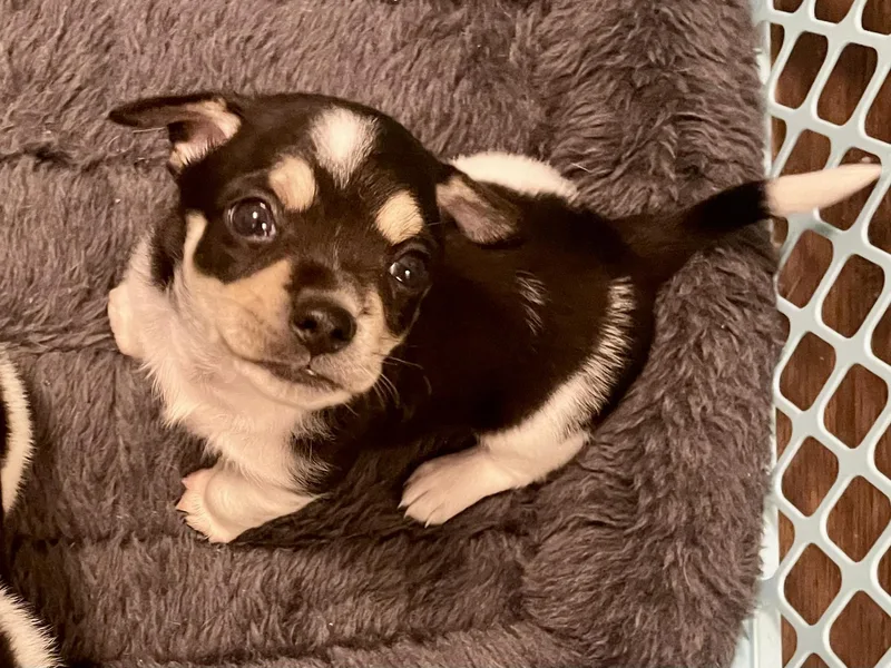 Clove In Texarkana Tx thumbnail 3