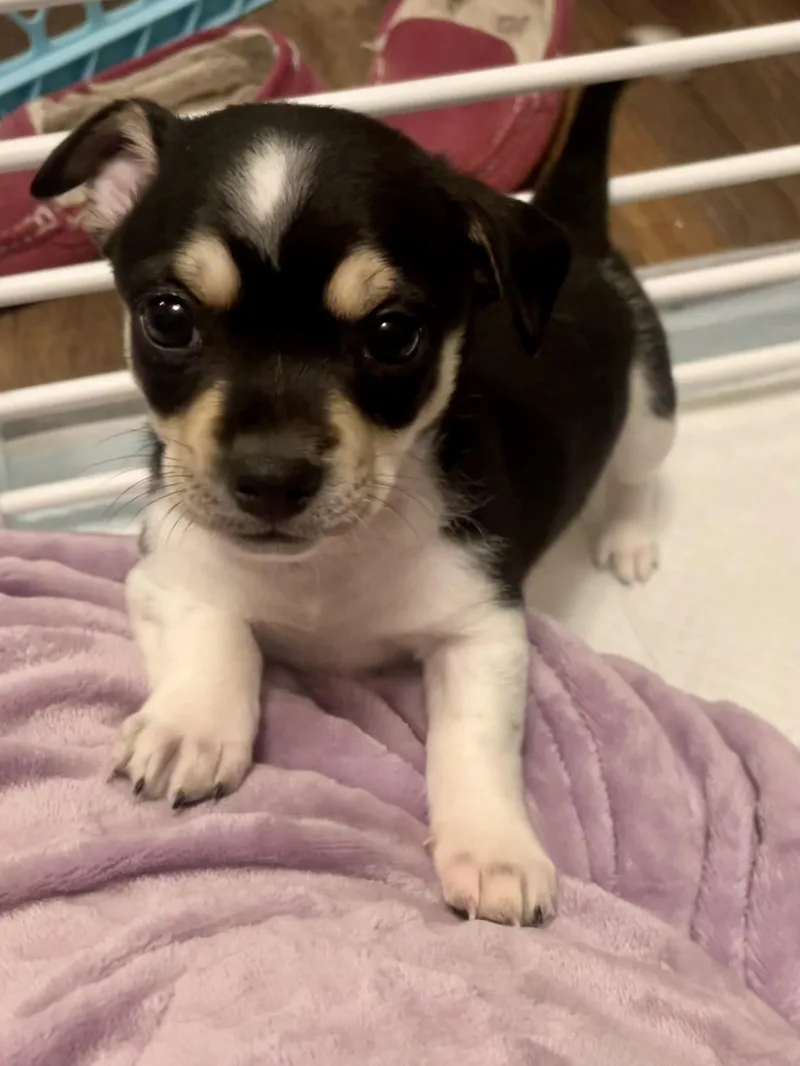 Clove In Texarkana Tx thumbnail 5