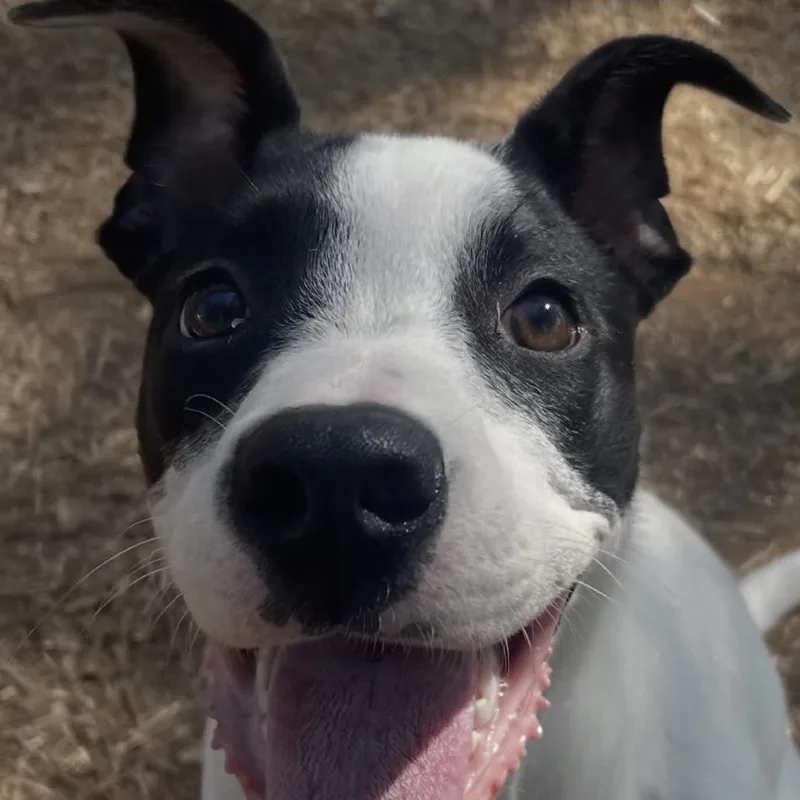 A young small-sized female White / Cream Mixed Breed dog named Bella for adoption in Valley, AL
