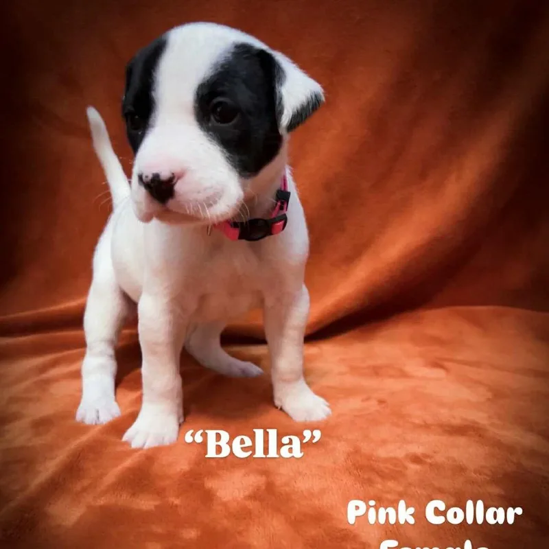 Bella thumbnail 3