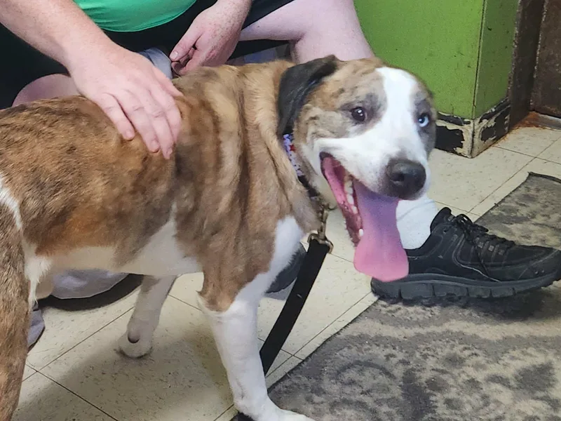 An adult large-sized male Brindle Husky dog named Draco for adoption in La Salle, IL
