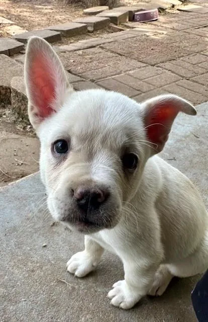 A baby medium-sized male White / Cream French Bulldog dog named Winston for adoption in Joshua, TX