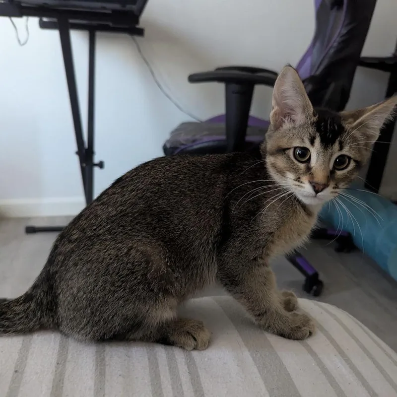 A baby small-sized male Brown / Chocolate Domestic Short Hair cat named Pharaoh for adoption in Los Angeles, CA