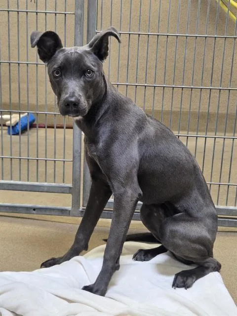 A young small-sized female Pit Bull Terrier dog named Nova for adoption in Sacramento, CA