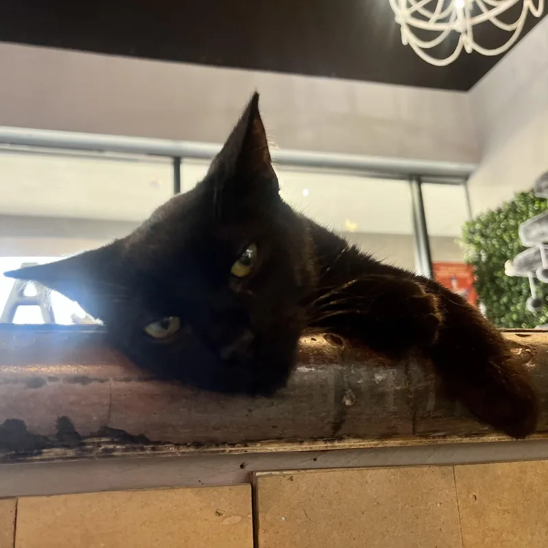 A baby medium-sized male Black Bombay cat named Michelangelo for adoption in Liverpool, TX